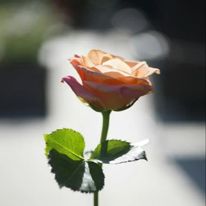 偷拍偷窥少女肏屄
